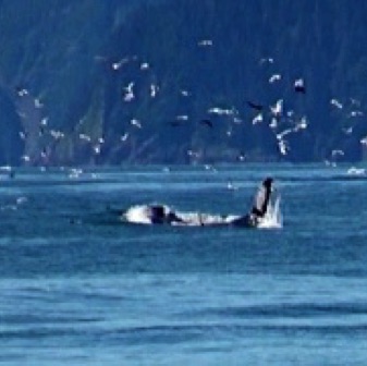 Screen Shot 2016-07-11 at 11.39.18 AM.jpg